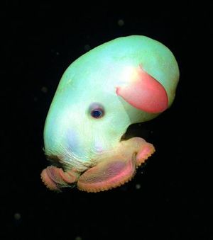 Grimpoteuthis.jpg