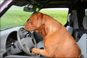 Drivingdog.jpg