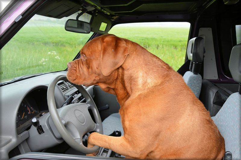 파일:Drivingdog.jpg
