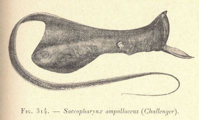 S. ampullaceus.jpg