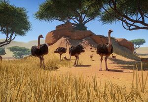 PlanetZoo Zoopedia Ostrich.jpg