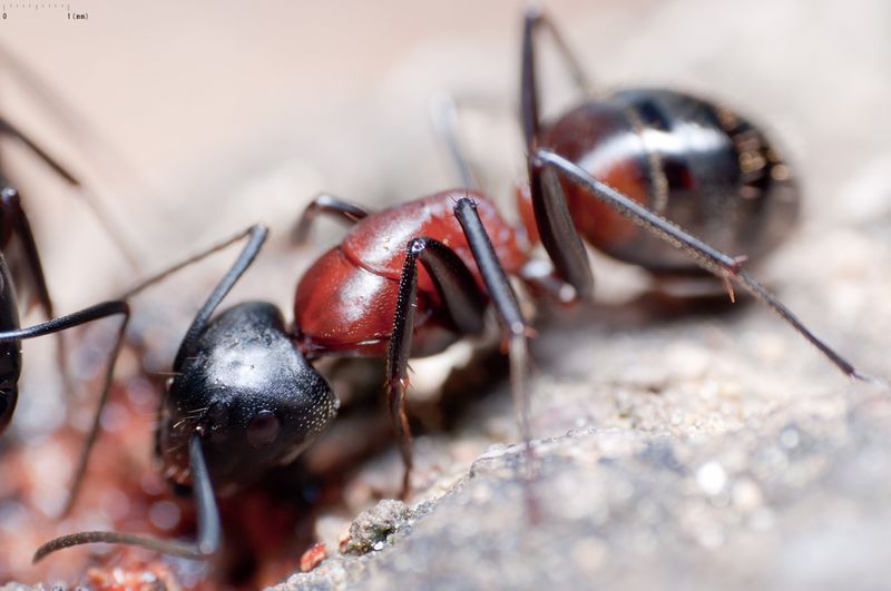파일:Camponotus obscuripes.jpg