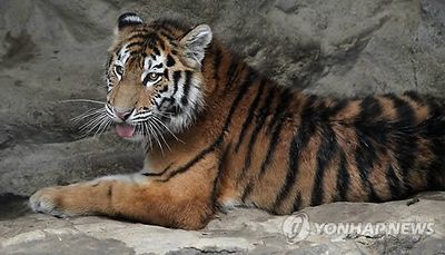 시베리아 tiger.jpg