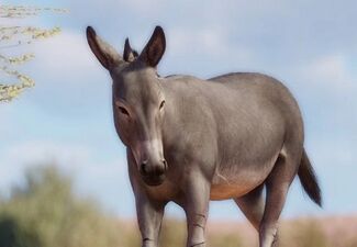 소말리아야생당나귀 (Equus africanus somaliensis