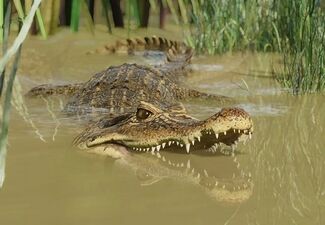 안경카이만 (Caiman crocodilus)