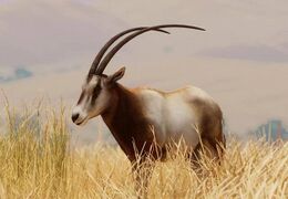 긴칼뿔오릭스 (Oryx dammah)