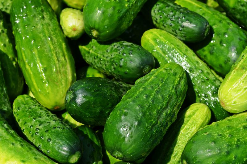 파일:Cucumbers.jpg