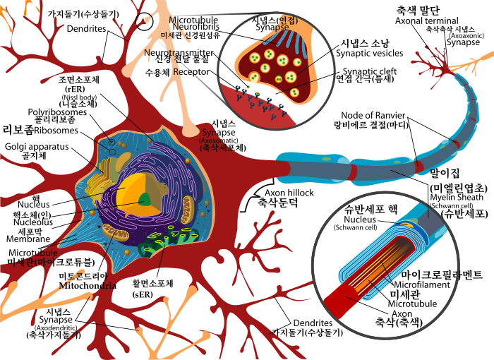 Complete neuron cell diagram ko.svg