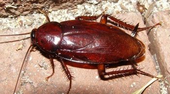 Smokybrown cockroach.jpg
