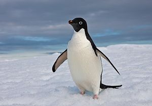 Adelie penguin.jpg