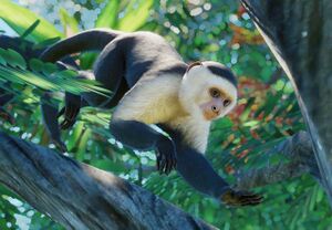 PlanetZoo Zoopedia Colombian White-Faced Capuchin Monkey.jpg