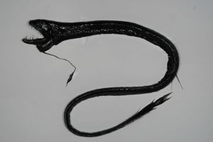 Black dragonfish.jpg