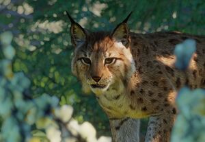 PlanetZoo Zoopedia Eurasian Lynx.jpg