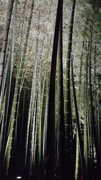 쇼렌인 대나무.jpg