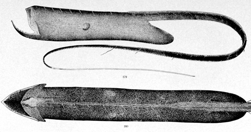 파일:Gulper eel.jpg