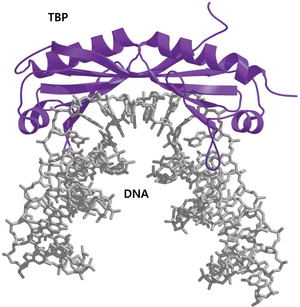 TBP DNA complex.png