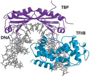 TFIIB DNA TBP complex.png