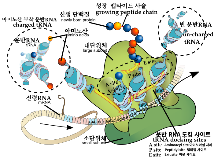 Ribosome mRNA translation ko.svg