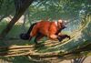 PlanetZoo Zoopedia Red Ruffed Lemur.jpg