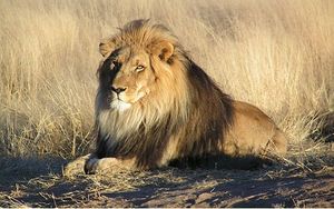 Africa lion.jpg
