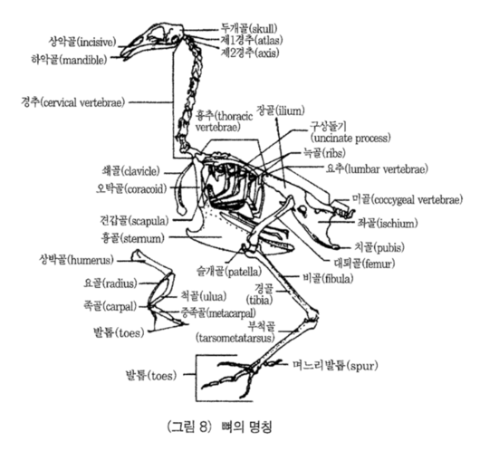 닭 뼈의 구성과 명칭