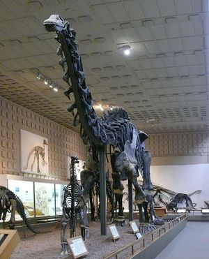 Brontosaurus2.jpg