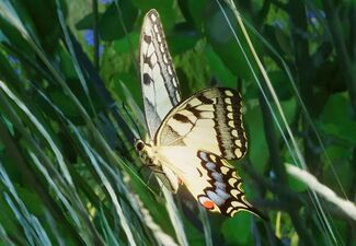 산호랑나비 (Papilio machaon)
