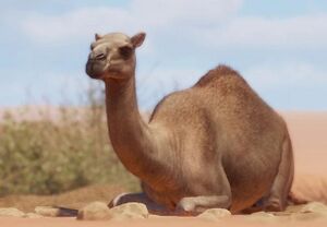 PlanetZoo Zoopedia Dromedary Camel.jpg