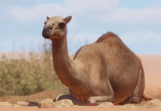 단봉낙타 (Camelus dromedarius)