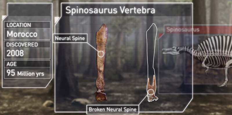 파일:Spinosaurus vertebra.png