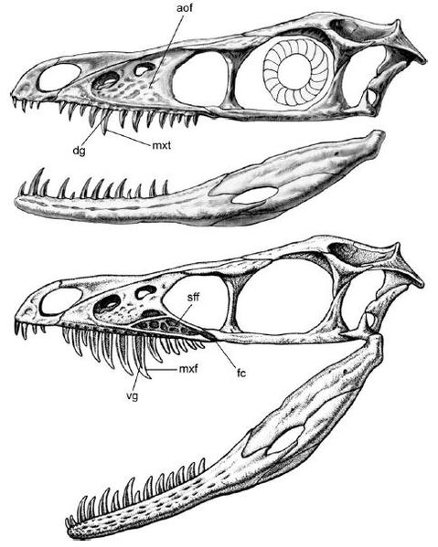 파일:Sinornithosaurus-comparison-239x300.jpg