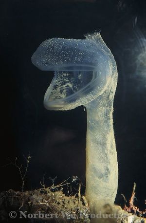 Predatory tunicate.jpg