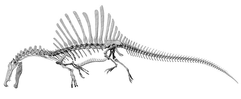 파일:Spinosaurus 4feat.jpg
