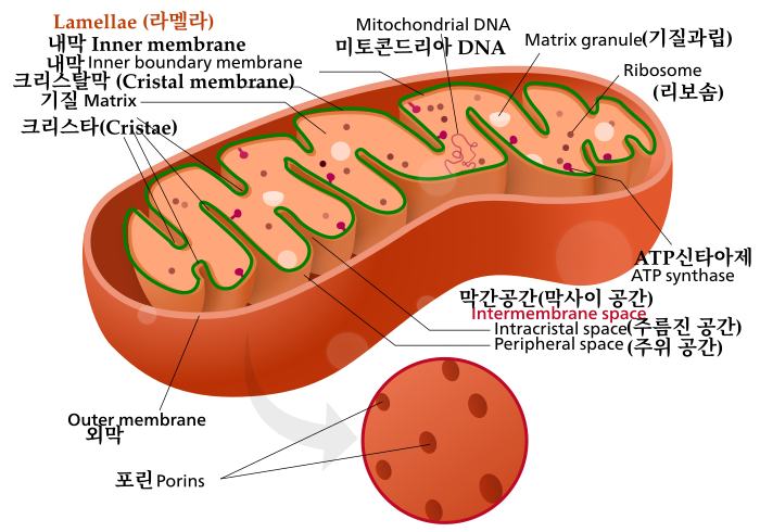 Mitochondrion structure ko.svg