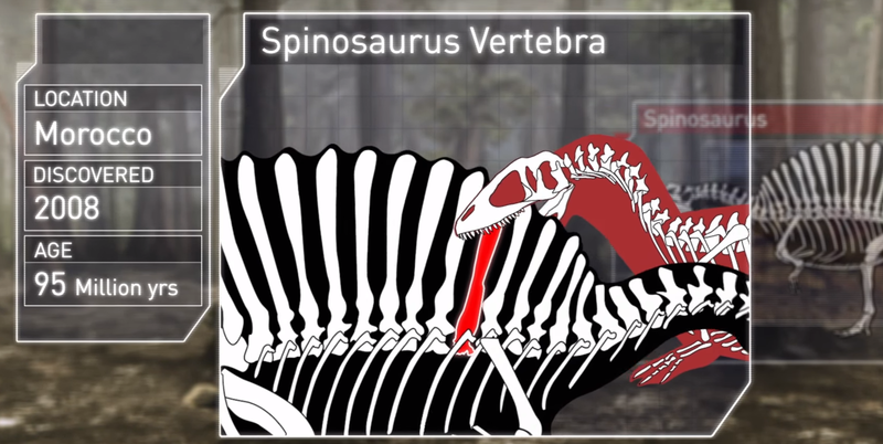파일:Spinosaurus vertebra2.png