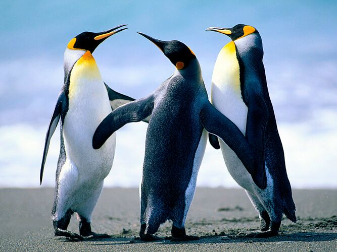 Three penguins.jpg
